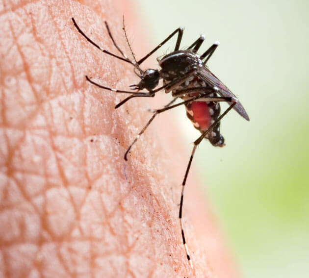 Mosquito Control