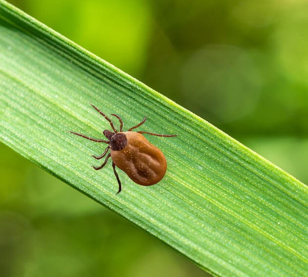 Home Pest Control
